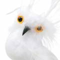 Floristik24 Deco enchufe Owl White 5cm 4pcs