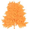 Frondas de helecho secas y preservadas para floristería y decoración otoñal, 42 cm, 10 unidades. | Floristik24.es