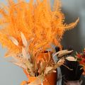 Rama de helecho, helecho preservado, decoración seca para arreglos florales, 60 cm, 10 unidades | Floristik24.es