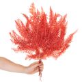 Helechos, flores secas preservadas, decoración otoñal, 60 cm, 10 unidades | Floristik24.es