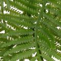 Rama de helecho artificial, planta verde decorativa para arreglos florales, 80 cm. | Floristik24.es