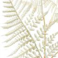Floristik24 Helecho de hoja decorativa, planta artificial, rama de helecho, hoja de helecho decorativa blanca L59cm