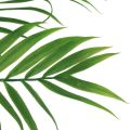 Floristik24 Palmera decoración hojas de palma plantas artificiales verde 56cm 3uds
