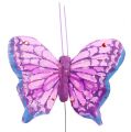 Floristik24 Primavera mariposa 6cm colores surtidos. 24ST