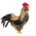 Floristik24 Decoración de Pascua de gallos y gallinas con plumas naturales H26cm juego de 2