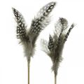 Floristik24 Plumas decorativas salpicadas en el palo plumas reales de gallina de guinea 4-8cm 24pcs