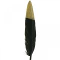 Floristik24 Plumas decorativas plumas reales negras, doradas para manualidades 12-14cm 72ud