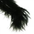 Floristik24 Plumas Negras Plumas de ave reales para manualidades Decoración de primavera 20g