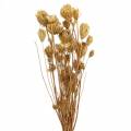 Floristik24 Flores secas hinojo natural 100g