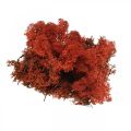 Floristik24 Musgo decorativo rojo Siena musgo natural para manualidades, seco, coloreado 500g