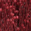 Flores secas decorativas de lino rojo burdeos, 55 cm, 80 g | Floristik24.es