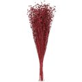 Flores secas decorativas de lino rojo burdeos, 55 cm, 80 g | Floristik24.es