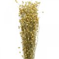 Floristik24 Lino seco, floristería seca, lino natural color natural L40–55cm 85g