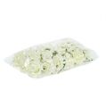 Rosa de espuma Ø7,5cm Crema 18 uds | Floristik24.es
