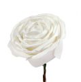 Floristik24 Rosa espuma blanca con nácar Ø10cm 6ud