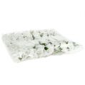 Rosa de foam Ø 3,5cm blanco 48 uds. | Floristik24.es