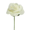 Rosas de espuma Ø3,5cm color crema, 48 unidades | Floristik24.es