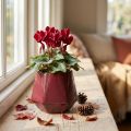 Macetero Jardinera de cerámica Rojo Hexagonal Ø10cm H9cm | Floristik24.es