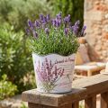 Macetero macetero de plástico lavanda de verano Ø16,5cm H13,5cm | Floristik24.es