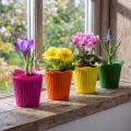 Maceta de plástico para flores Ø9cm 25 unidades | Floristik24.es