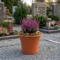 Maceta “Irys” plástico terracota Ø15cm H13cm 1ud | Floristik24.es