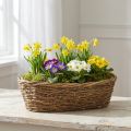 Maceta ovalada para plantar plantas trepadoras naturales, 40x19x11,5 cm. | Floristik24.es