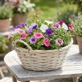 Cesta para plantas vintage blanca, Ø30cm H14cm con asas | Floristik24.es