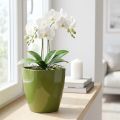 Macetero orquídea brillante Ø12,5cm verde oliva 1ud | Floristik24.es