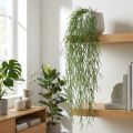 Zarcillos decorativos, cactus de coral, percha artificial Rhipsalis Verde L120cm | Floristik24.es