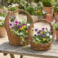 Cesta para plantar con asa, diseño de enredadera, 18/22 cm de largo, juego de 2 | Floristik24.es