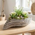 Planta barco planta ola ratán blanco natural 45x16cm | Floristik24.es