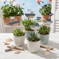 Tapón decorativo barco madera blanco azul natural 8cm H37cm 24 piezas | Floristik24.es