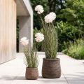 Flores artificiales bola decorativa flor allium cebolla ornamental artificial 54cm | Floristik24.es