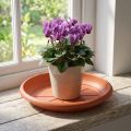 Platillo "Linda" Ø18cm terracota | Floristik24.es