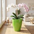 Macetero orquídea brillante Ø12,5cm lima 1ud | Floristik24.es