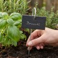 Losas de pizarra natural Plug Plant Signs Negro 25cm | Floristik24.es