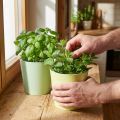 Macetero de papel, macetero, macetero azul/verde Ø15cm H13cm 4pcs | Floristik24.es