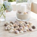 Decoración de conchas mini