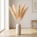 Espárragos hierbas secas espárragos ornamentales albaricoque 90cm 5 uds | Floristik24.es