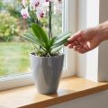 Maceta orquídea brillante Ø12,5cm gris 1 pieza | Floristik24.es