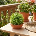 Mini bola de boj con flores bola de caja verde Ø10cm | Floristik24.es