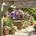 Cuenco para plantas, cesta colgante, cesta colgante natural, blanco Ø35cm | Floristik24.es