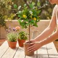 Limonero artificial, maceta 58cm, árbol decorativo, estilo mediterráneo | Floristik24.es