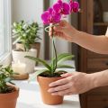Soporte para plantas, tutor para flores, tutor para orquídeas, Twister verde, 38 cm | Floristik24.es