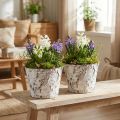 Macetero decorativo macetero de abedul blanqueado Ø18cm H15cm 2ud | Floristik24.es
