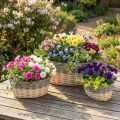 Cesta de mimbre para plantar Plant bowl L29/33/38cm juego de 3 | Floristik24.es