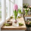 Florero para jacinto Florero de vidrio transparente Ø7 cm alto 13 cm | Floristik24.es