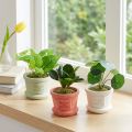 Plantas verdes artificiales mini plantas en maceta 15cm 3uds | Floristik24.es