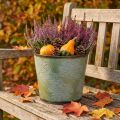 Jardinera, maceta de metal con hojas de arce, decoración otoñal verde Ø25.5cm H22cm | Floristik24.es