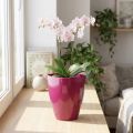 Macetero orquídea brillante Ø12,5cm cerezo 1ud | Floristik24.es